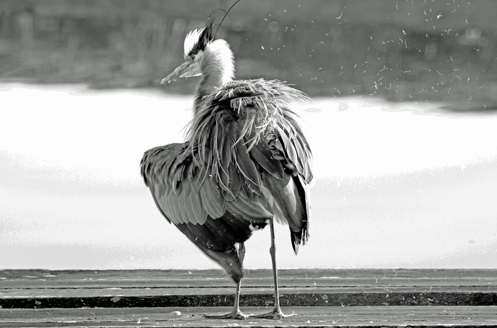 B/W Heron