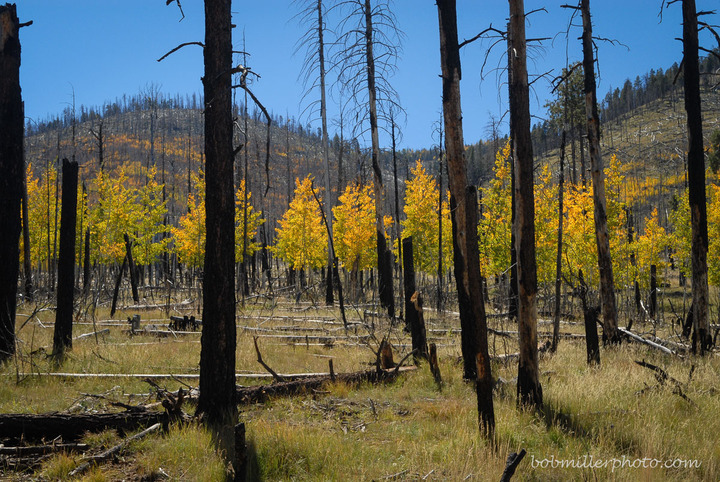 October Theme: Fire!