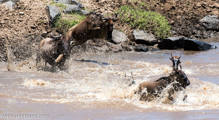 Wildebeest Mara Crossing 