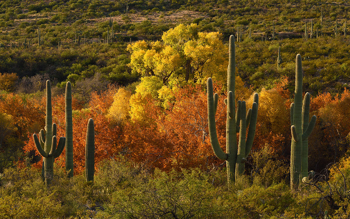 Sonoran Fall