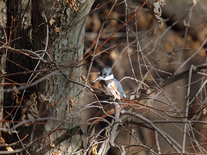 Belted Kingfisher