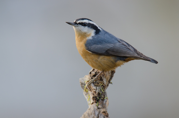 red breasted nuthatch