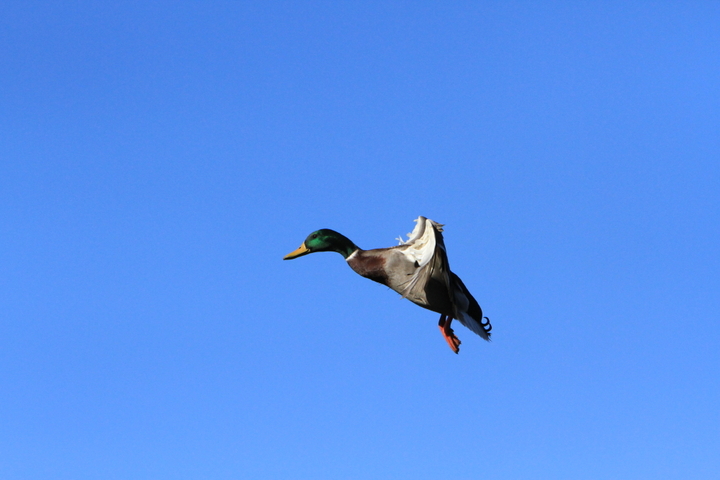 Flaps up.