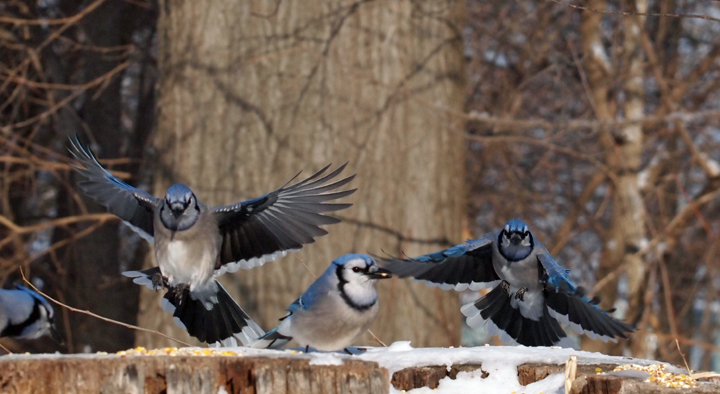 Incoming Blue Jays 