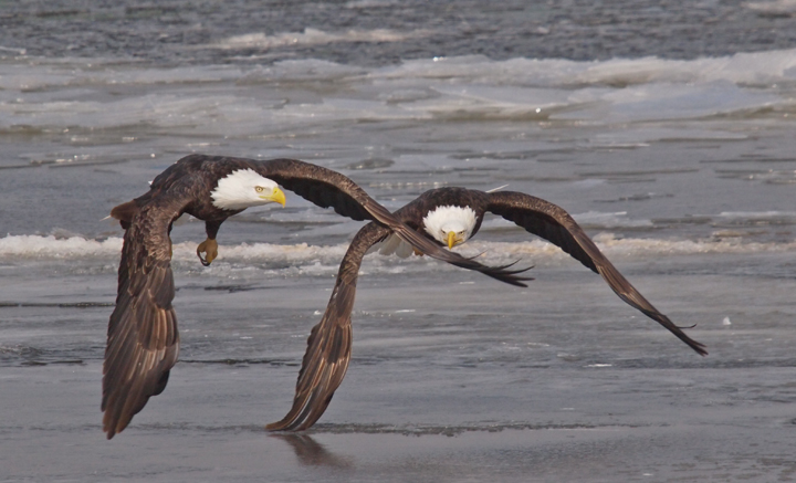 Big Wings