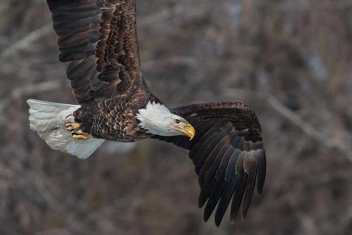 Black Eyed Eagle