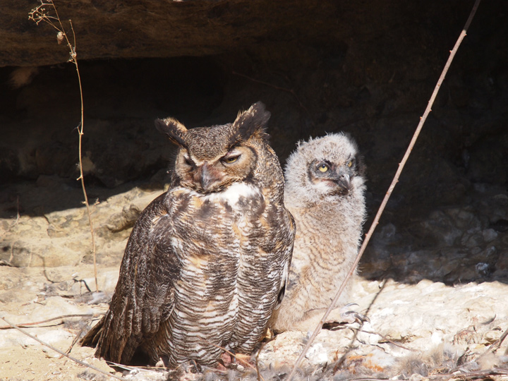 Owl 