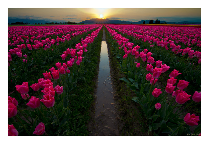 Skagit Valley Tulips