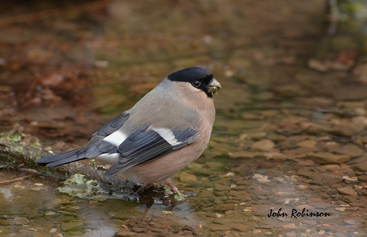 Bullfinch