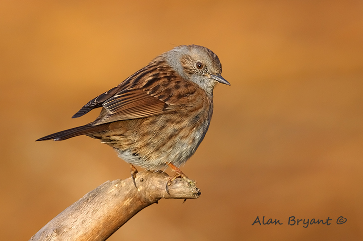 Dunnock at sunrise