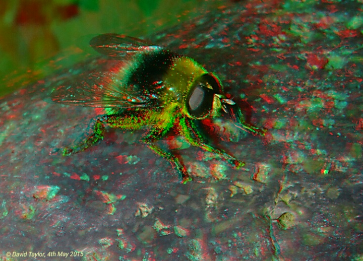 This bee mimic… 