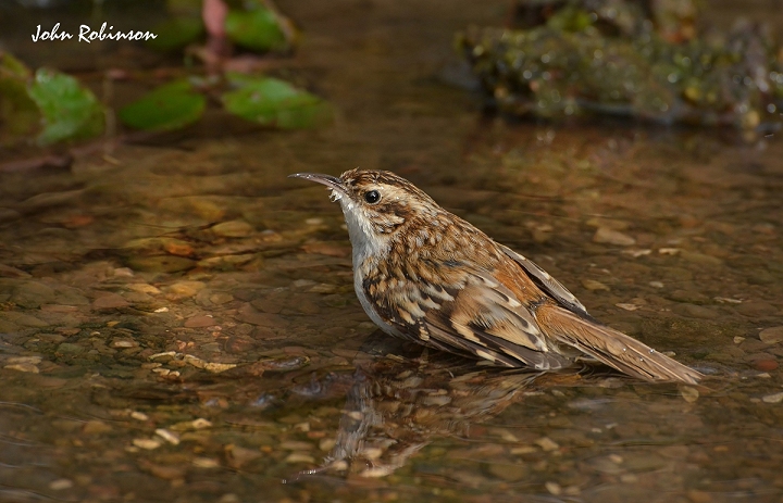 Tree Creeper