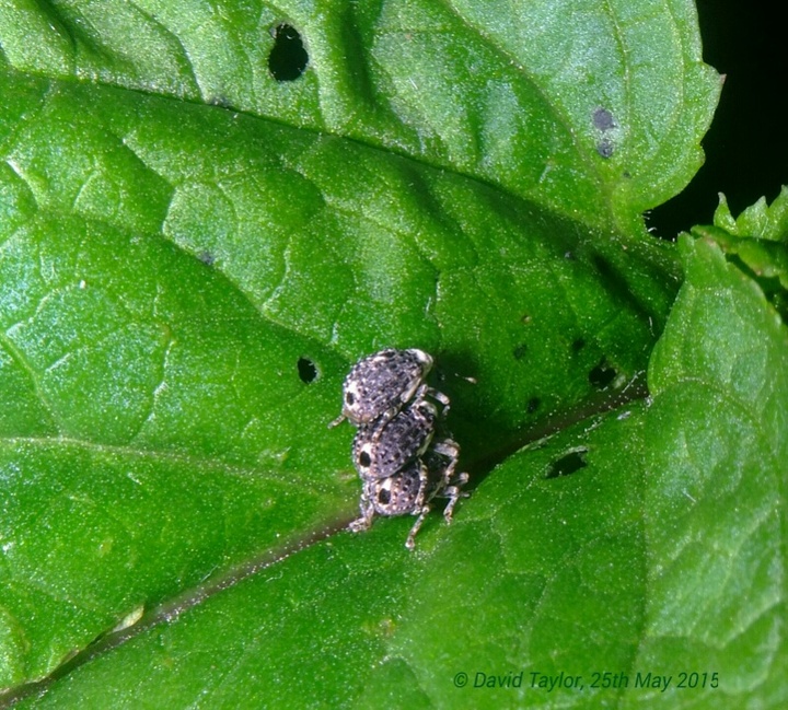 Ménage à trois...