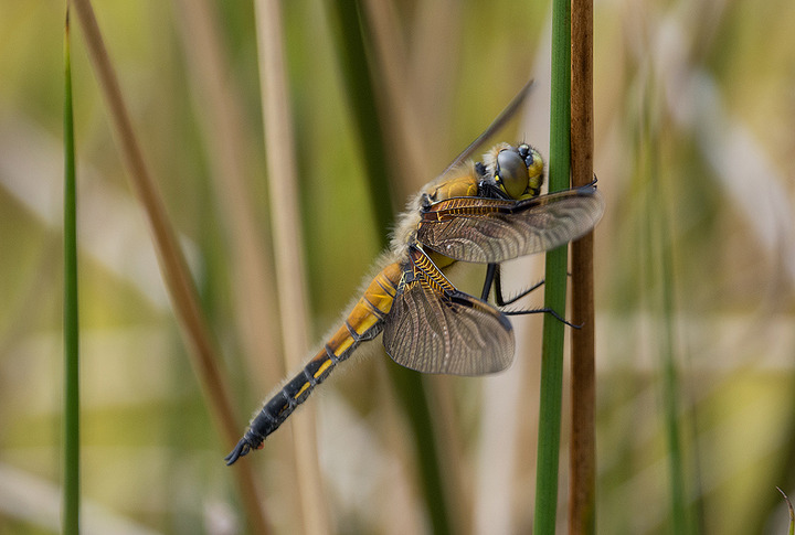 Libellula quadrimaculata