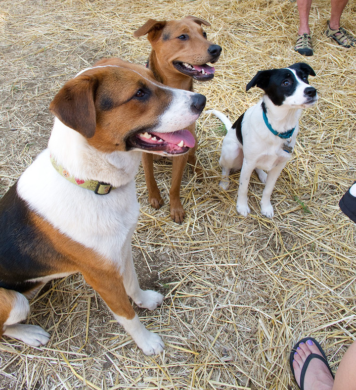 Dog Rescue - A Brady Bunch Reunion