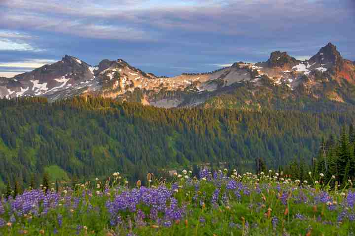 Amazing Wildflowers at Mount Rainier