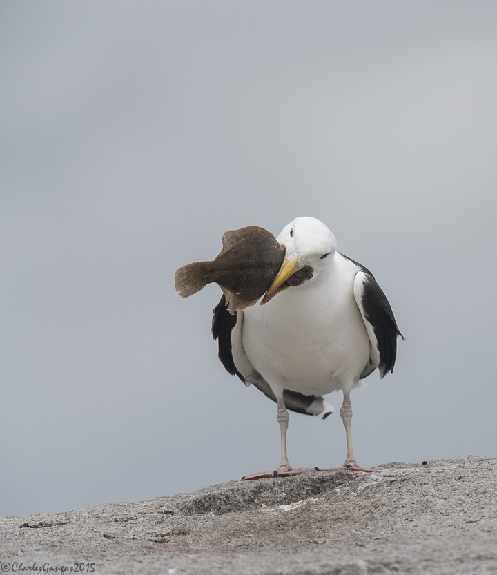 Great Black-backed Gull_Catch of the Day