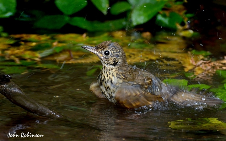 SongThrush bathing