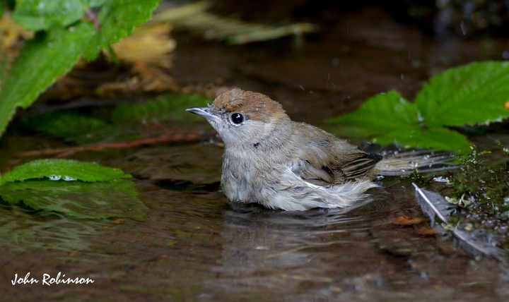 Blackcap Warbler