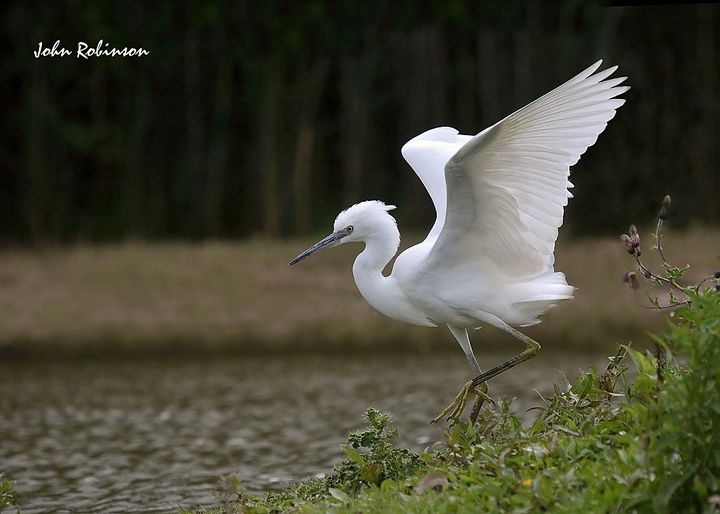 Egret taking off.