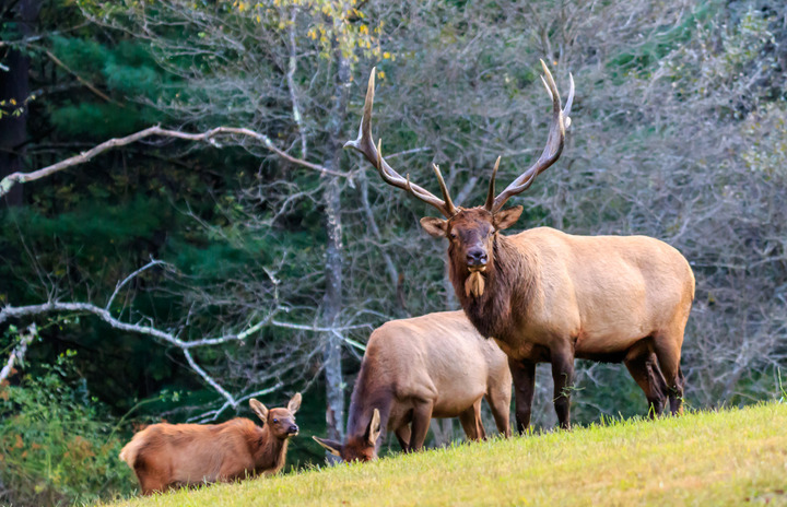 Bull Elk