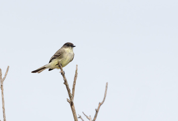 Eastern Phoebe?