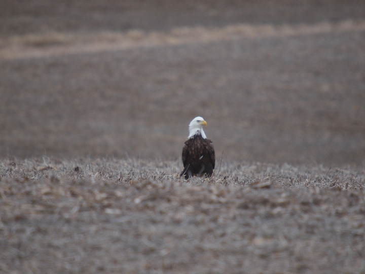 Eagle report