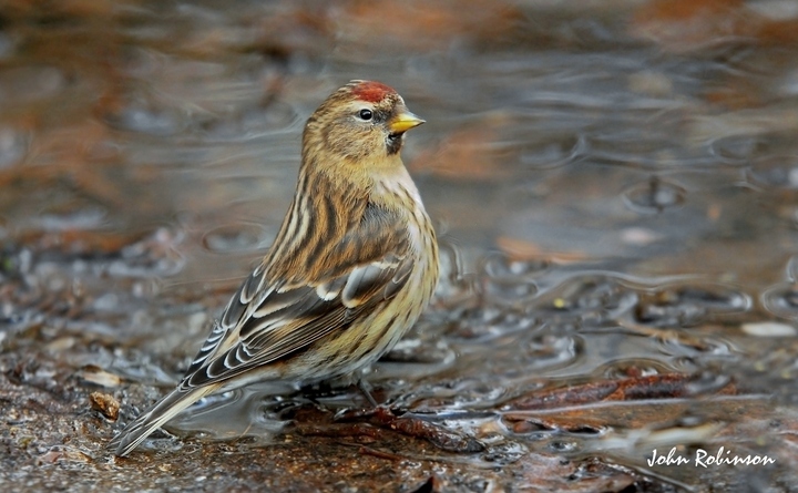 Redpoll at Pool