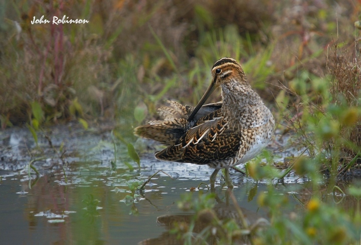 Snipe