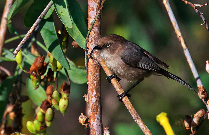 What is it? Bushtit?