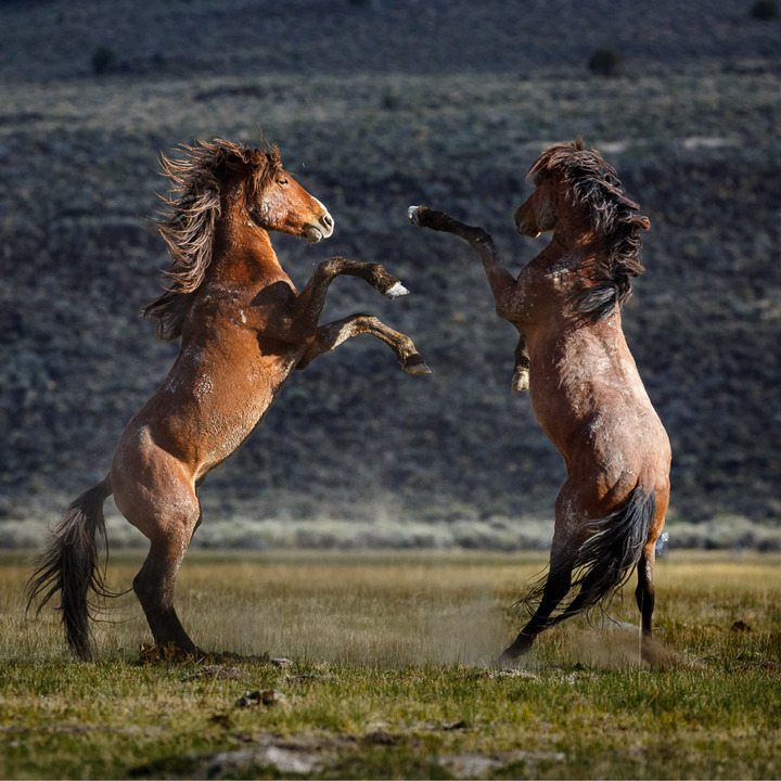 Adobe Valley Mustangs #1