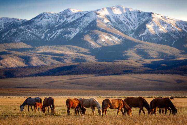 Adobe Valley Mustangs #3