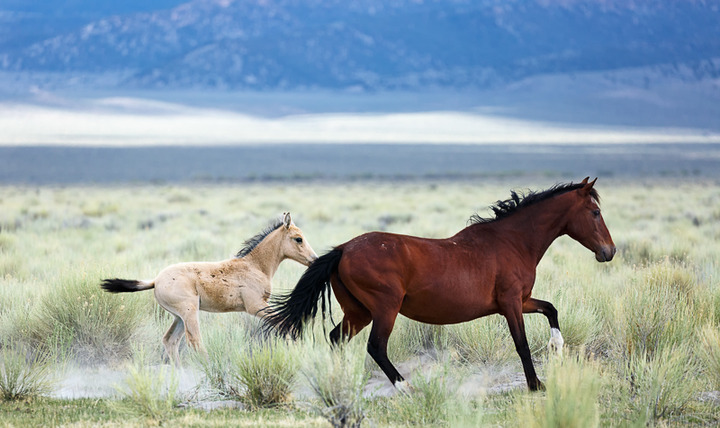 Adobe Valley Mustangs #4