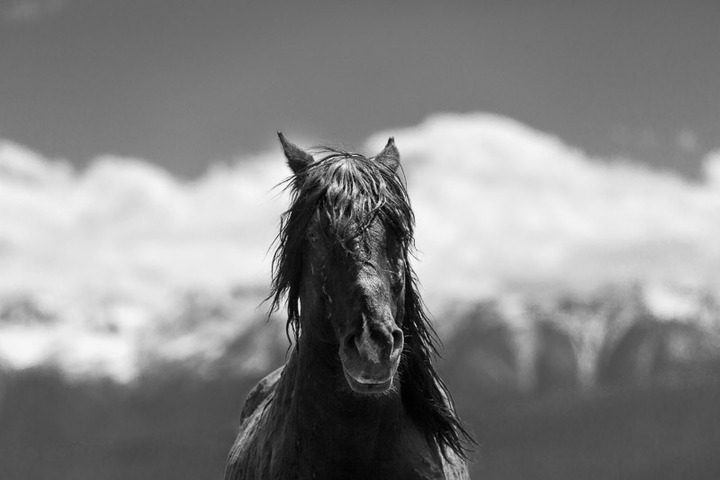 Adobe Valley Mustangs #5