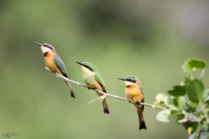 Three of a kind