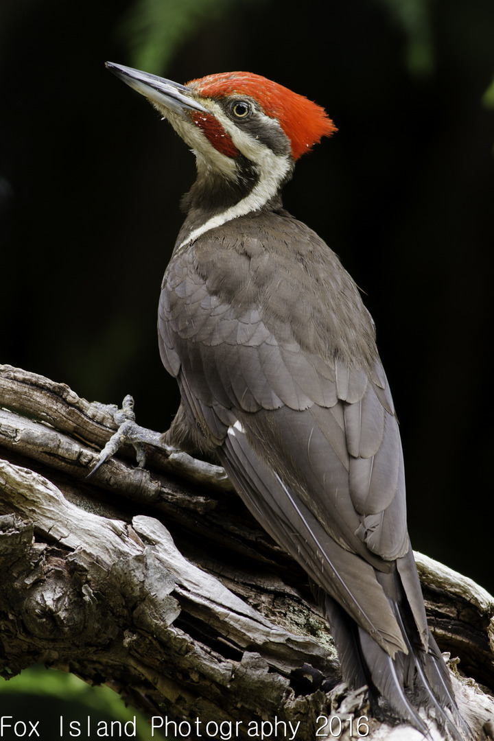 Pileated woodpecker