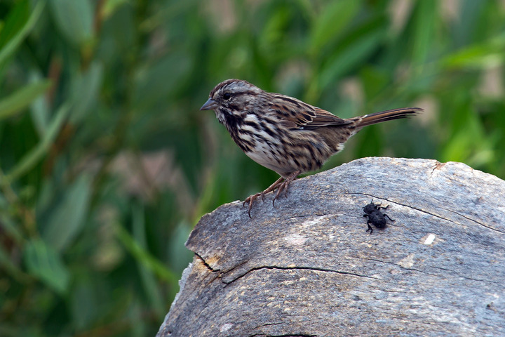 Ironclad Sparrow
