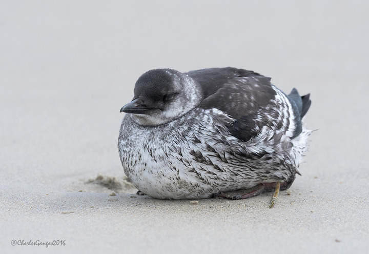 Distressed Guillemot
