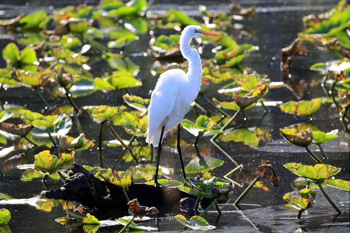 Egret
