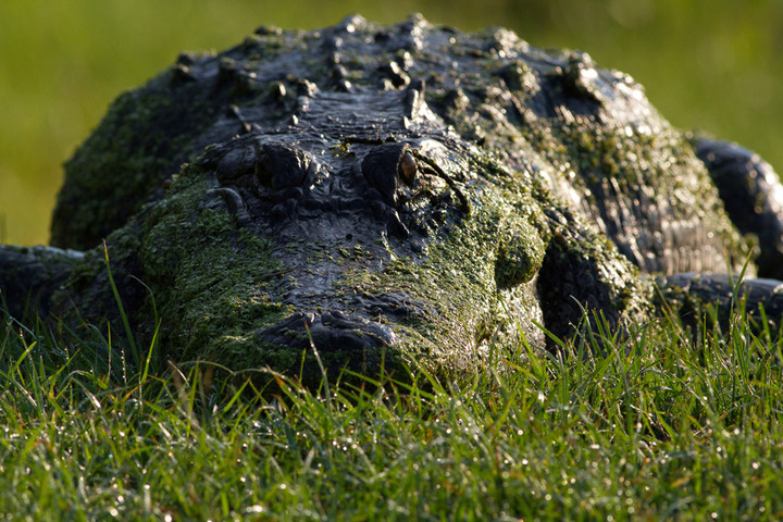 A Gator Tale