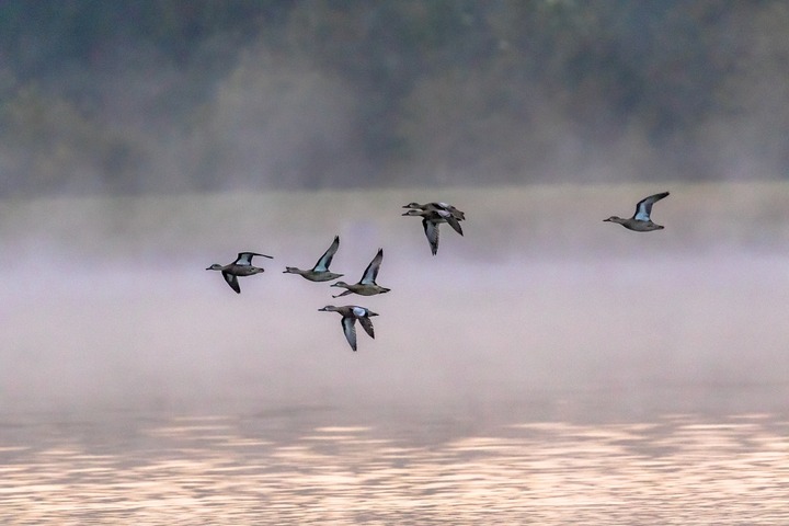 Duck ID please