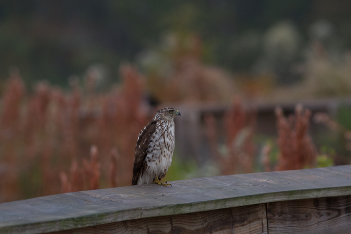One-footed hawk, or just a hawk on a rail?