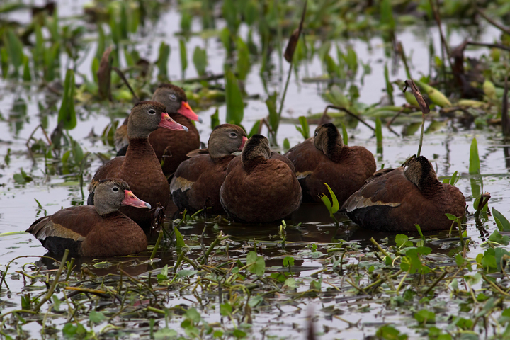 Wimpy Floridians (aka Black-Bellied Whistling Ducks)