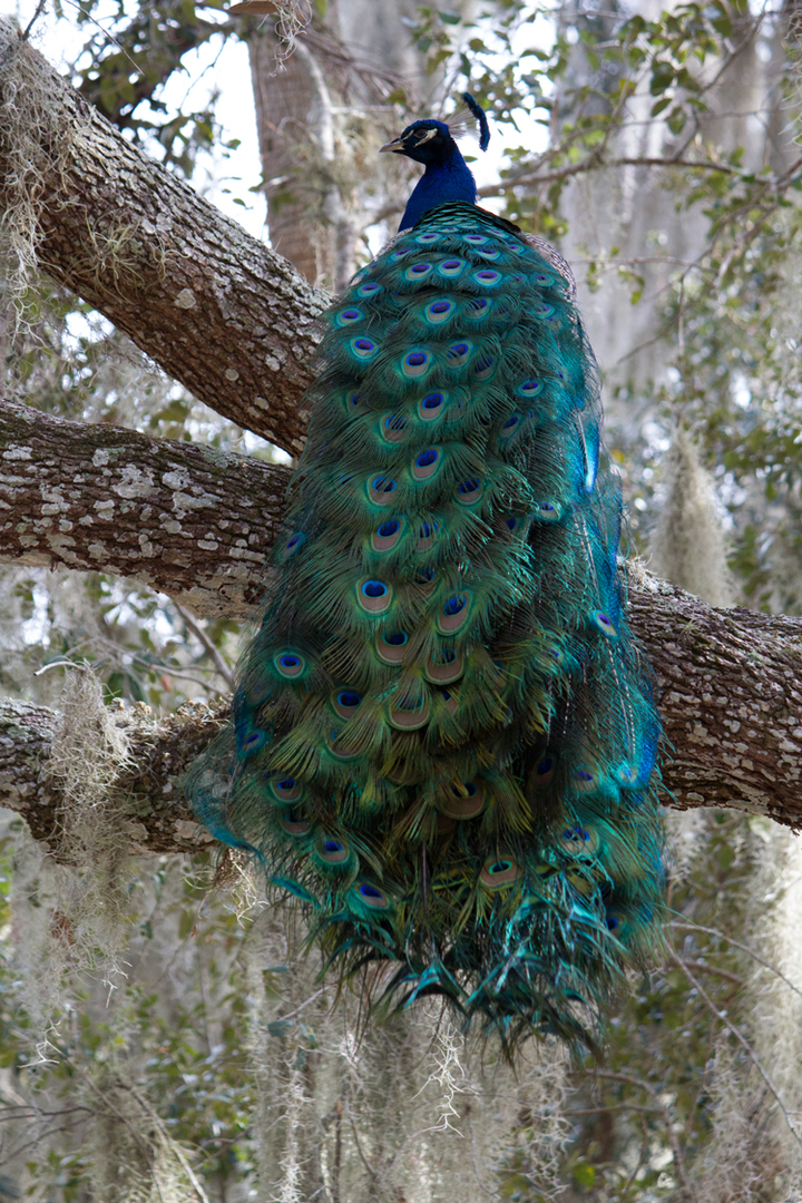 Peacock!