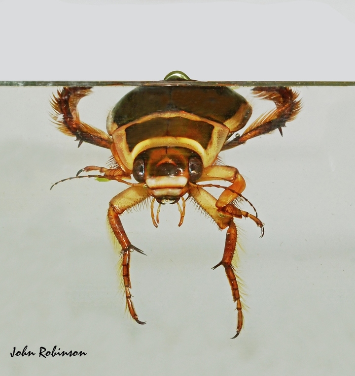 Dytiscus marginalis