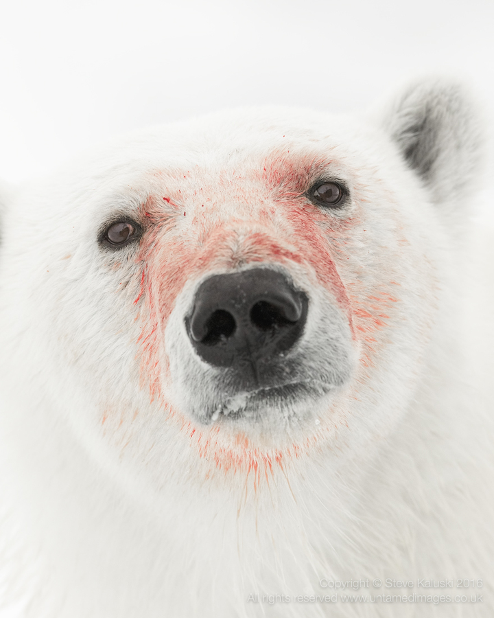 The kingdom of the 'Ice' bear