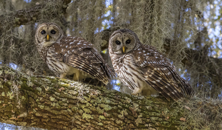 Barred Owls