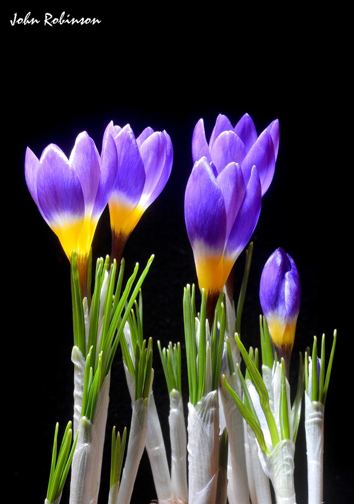 Crocus