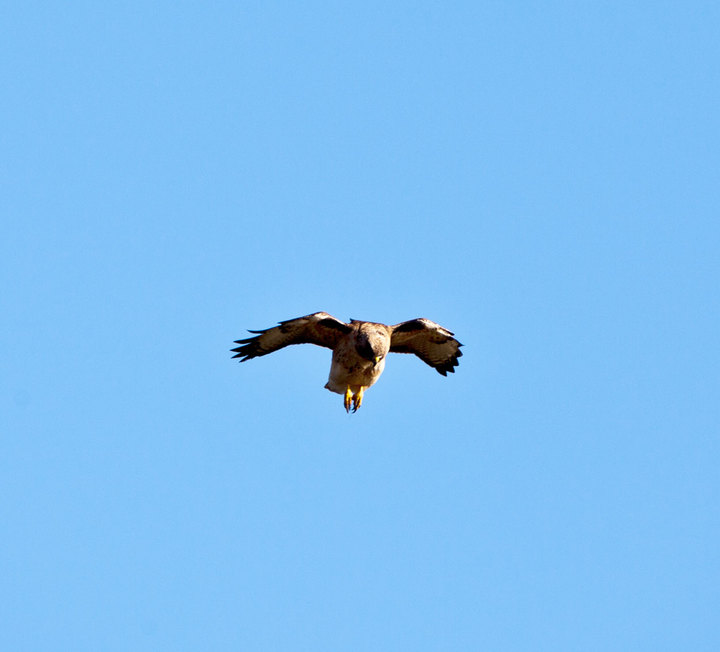 bird ID request #2