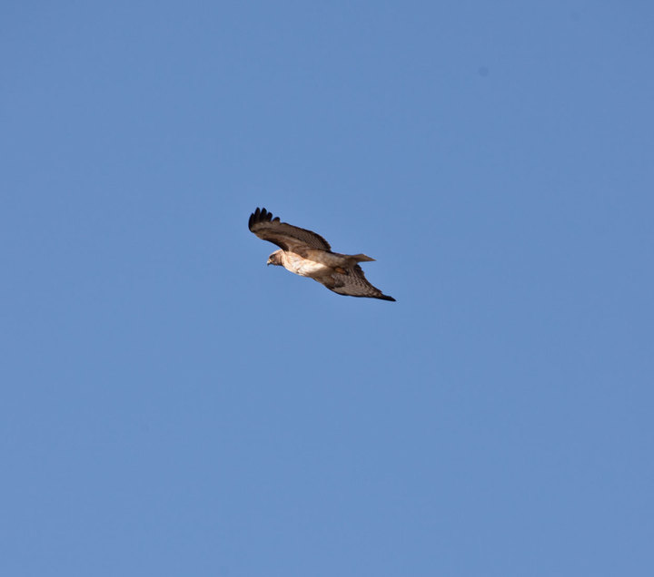bird ID request #3